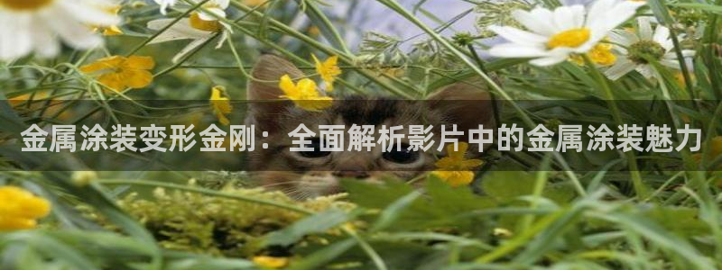 美高梅黑卡条件