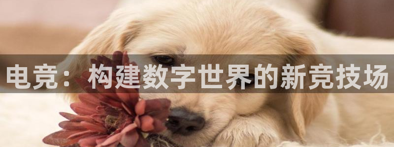 一竞技平台：电竞：构建数字世界的新竞技场
